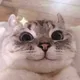 Fang